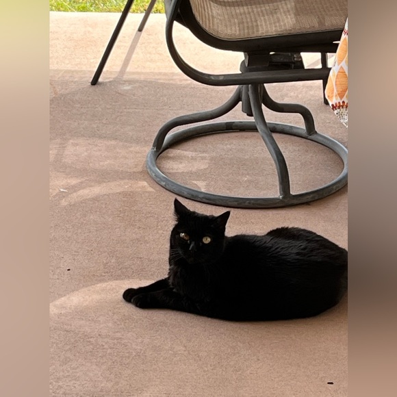 Meet your Posher, Carol - Picture 2 of 11